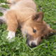 Imagen para el artículo titulado Cae un cachorro del cielo en su jardín. Resulta ser de una rara especie de dingo en peligro de extinción